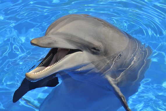 Delfiin